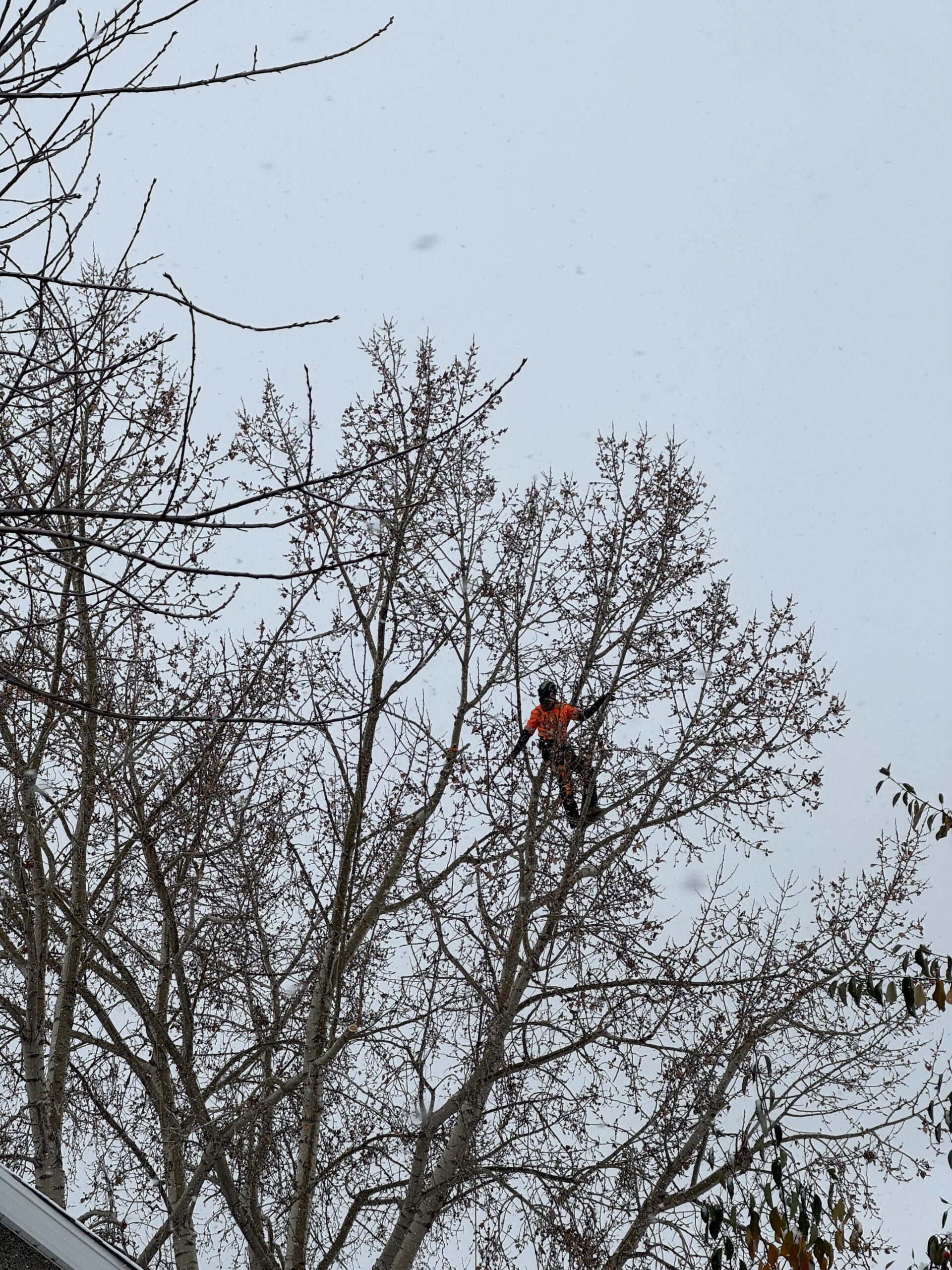 4 Tree Service Ltd. | Tree Pruning & Removals in Calgary - 4 Tree ...