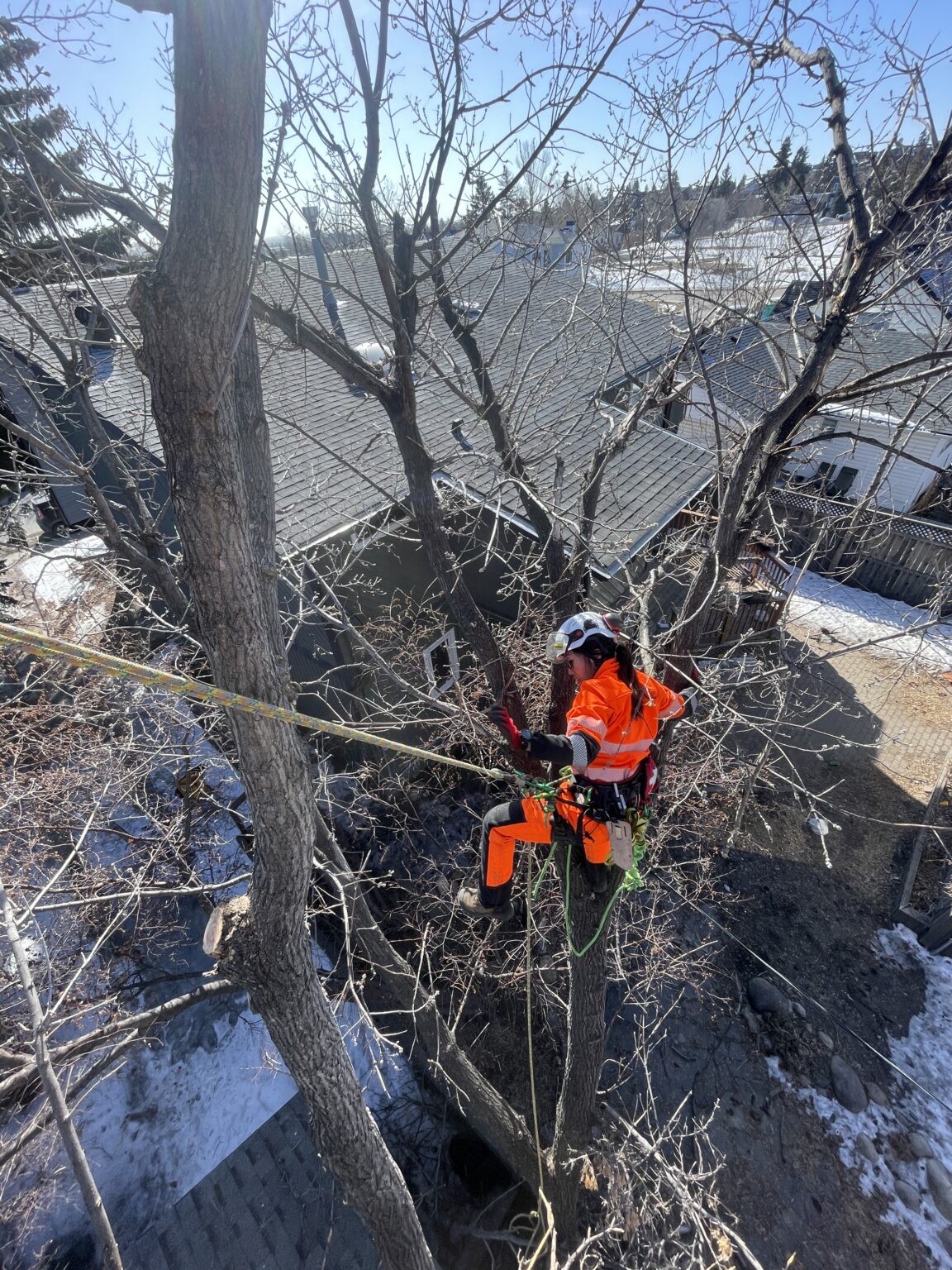4 Tree Service Ltd. | Tree Pruning & Removals in Calgary - 4 Tree ...