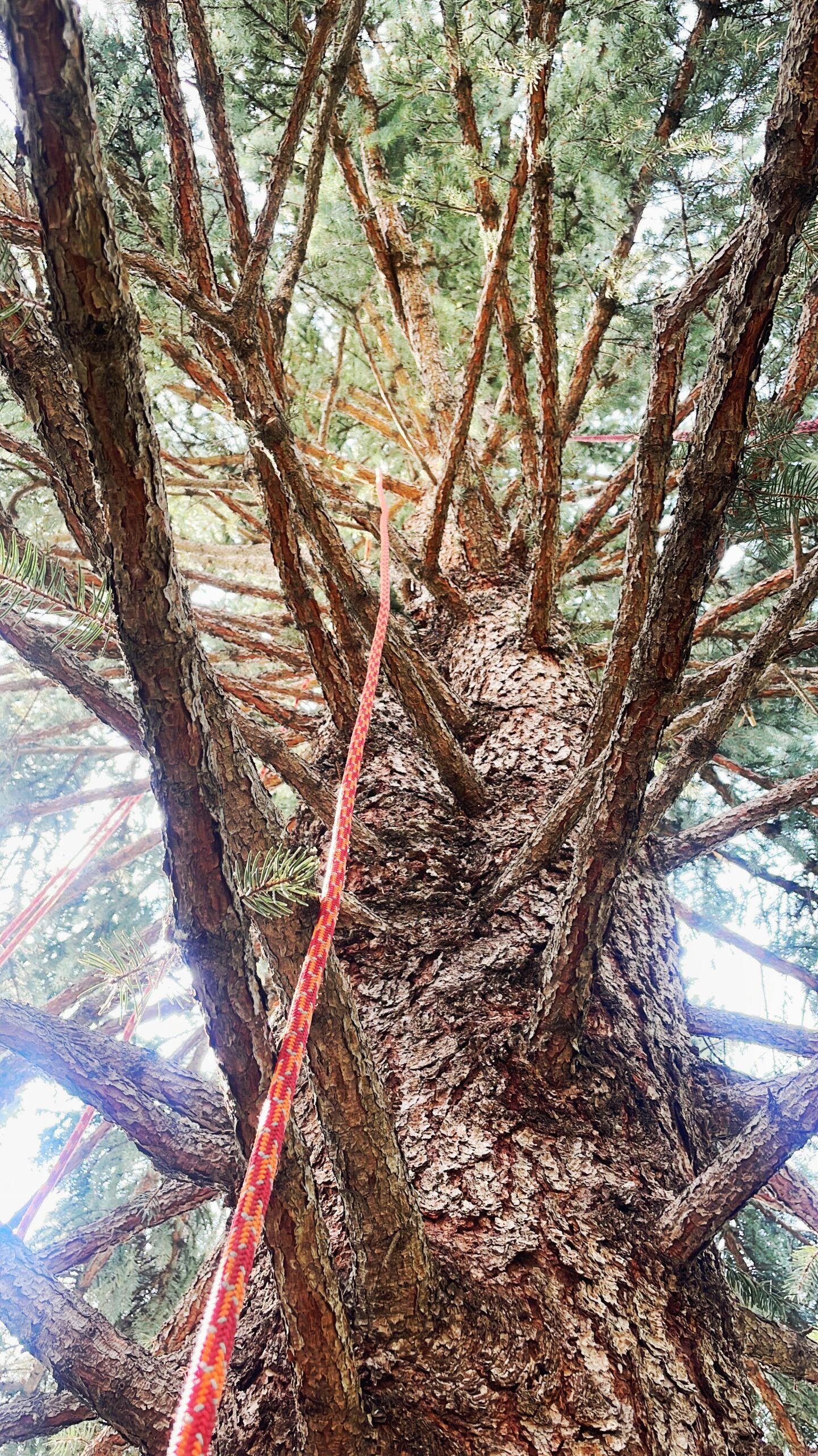 4 Tree Service Ltd. | Tree Pruning & Removals in Calgary - 4 Tree ...