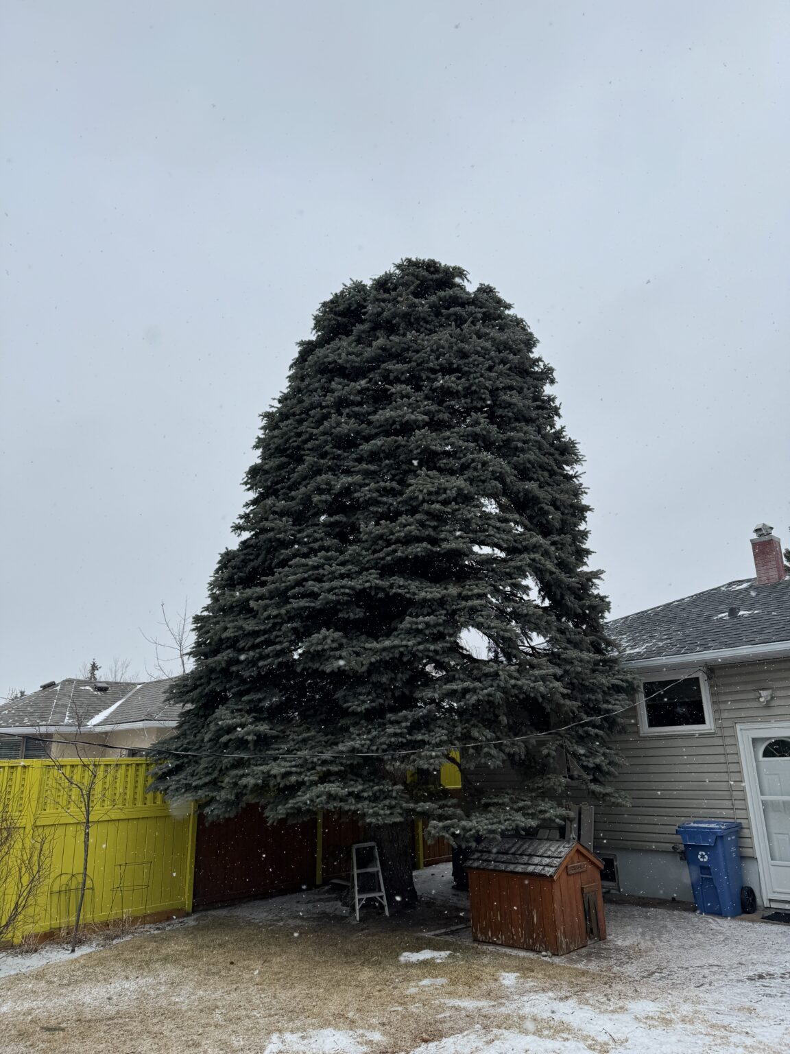 4 Tree Service Ltd. | Tree Pruning & Removals in Calgary - 4 Tree ...